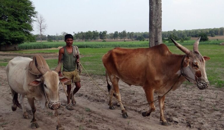 Will India’s New Agriculture Marketing Reforms Make It A Leading Agricultural Power?