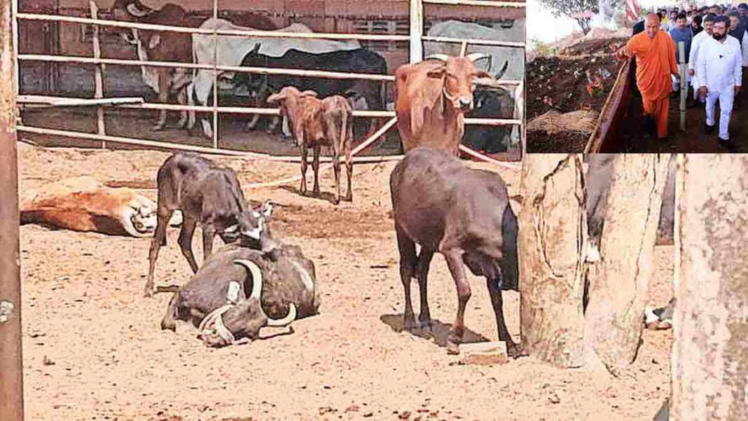 Cows Acidosis Kolhapur