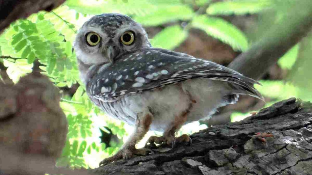 Spotted owl Canada