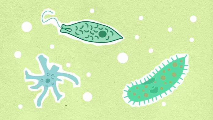 Gut health Yale