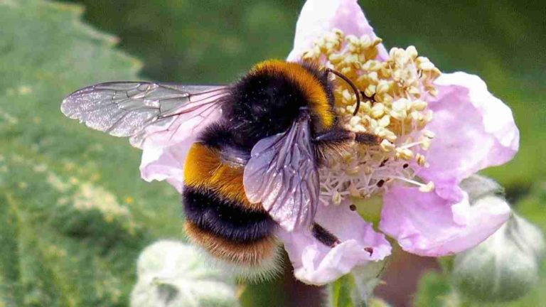 New Study Finds Evidence That Carrying Pollen Raises Body Temperature of Bumble Bees