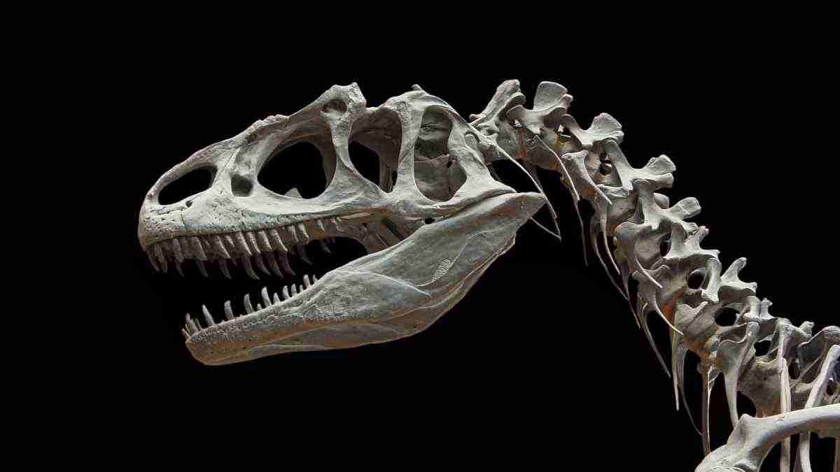 Un dinosaure récemment découvert en Espagne met en lumière l’histoire d’un groupe mangeur de viande