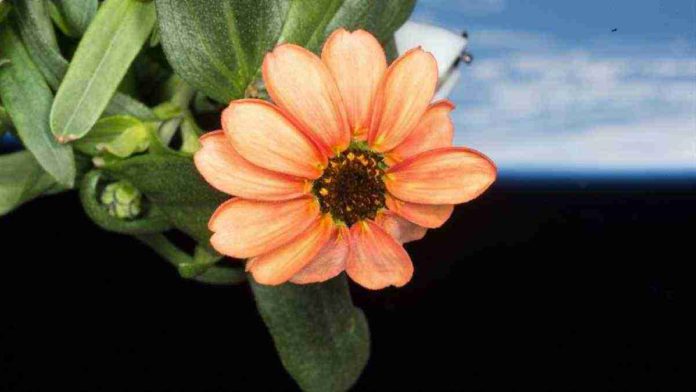 NASA flower