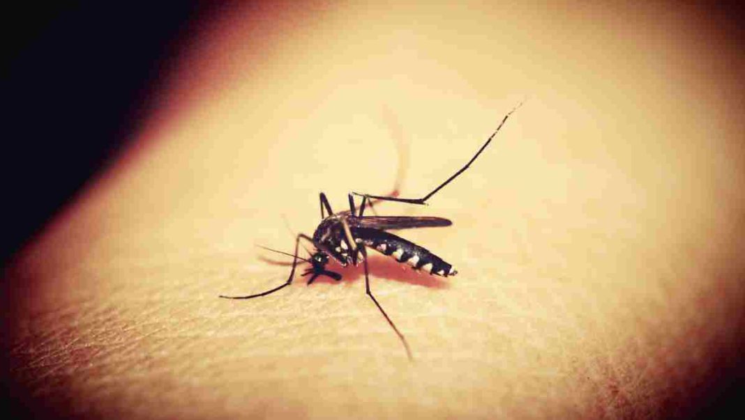 Mosquito United States malaria