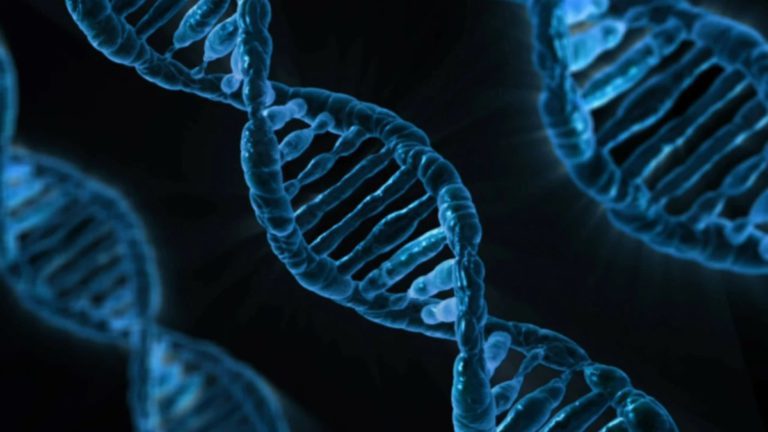 Unlocking the Mysteries of Evolution: Understanding Muller’s Ratchet