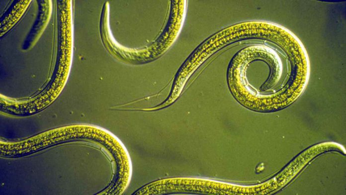 Nematodes