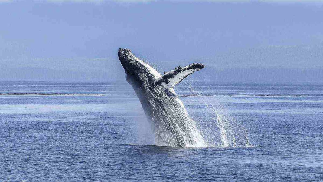Ancient Whale Blue Whale