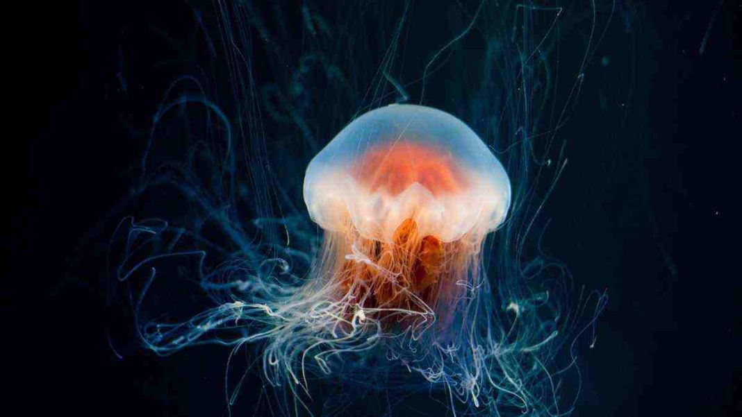 Jellyfish brain