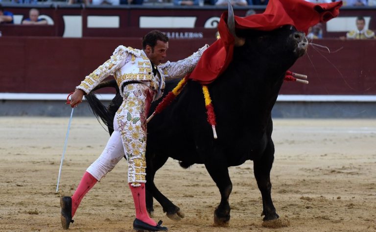 Bull Spain - Bullfighting