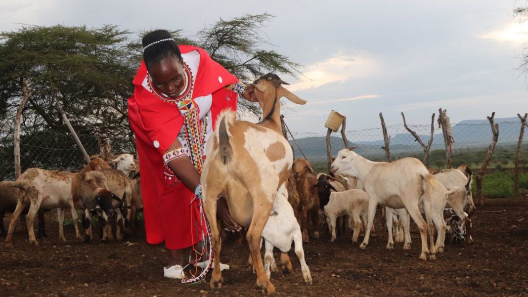 Lilian Saruni milking her goats at her home in Nkorienito village in Kenya's Narok County